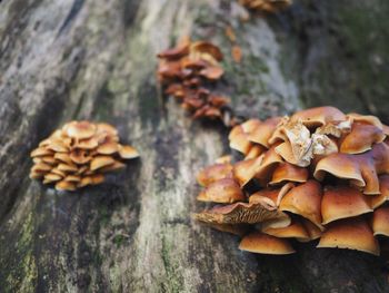 Close-up of shells