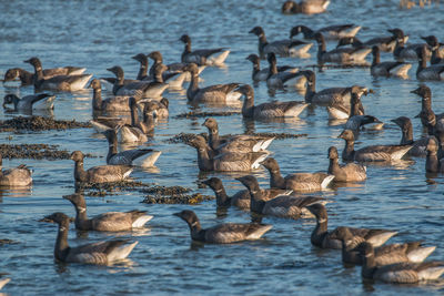 Ducks swimming in lake