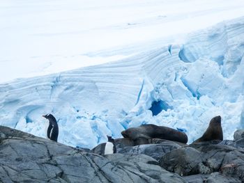 Flaky glacier with penguins and fur seals in front  in antarctica