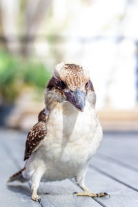 Close-up of sparrow perching