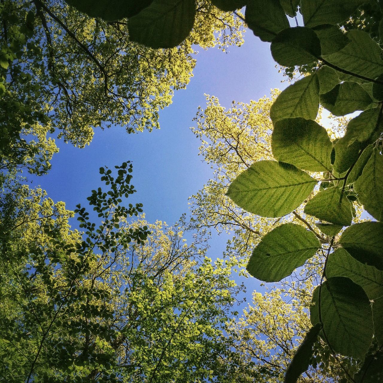 leaf, tree, growth, low angle view, branch, clear sky, green color, nature, beauty in nature, tranquility, plant, leaves, day, outdoors, no people, lush foliage, sky, green, freshness, sunlight