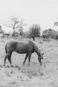 Horse grazing on field