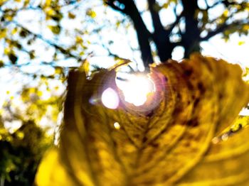 Close-up of tree against sky