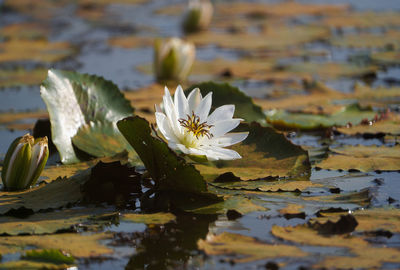 A white water lilies blooming in a natural pond in pond of chhattisgarh, india.