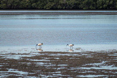 Two australian white ibises threskiornis molucca forage for food on mud flats in brisbane, australia 