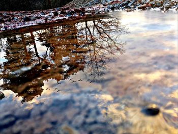 Reflection of tree in lake against sky