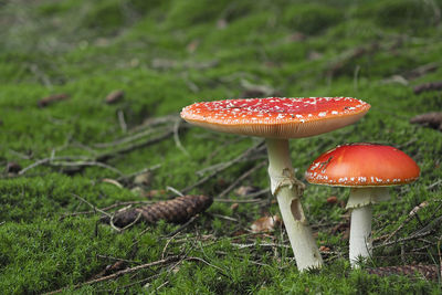 Close-up of mushroom on field