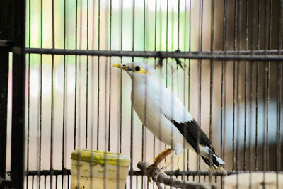 View of bird perching in cage