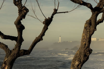 Bare tree by sea against sky