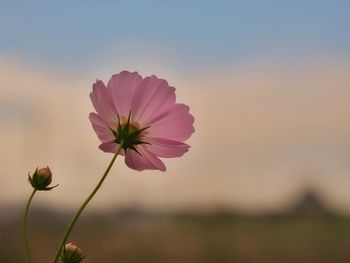 Close-up of pink cosmos flowers against sky