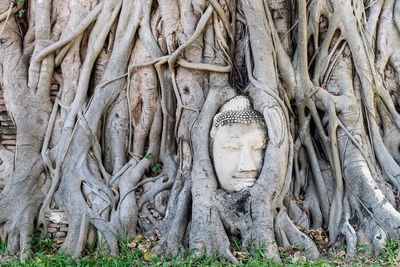  buddha's head in tree roots at wat mahathat temple,it is one of ayutthaya's best known temples 