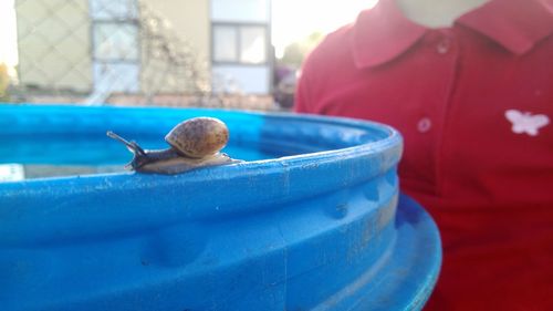 Close-up of a turtle in blue water