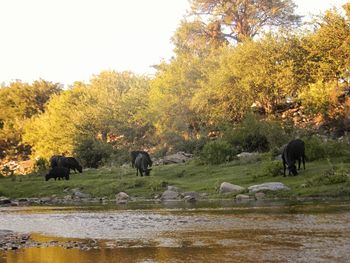 Flock of sheep in a river