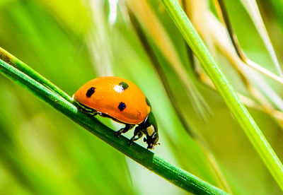 Close-up of ladybug on plant