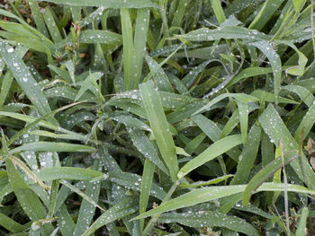 Close-up of water drops on grass