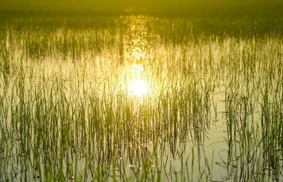 Scenic view of lake
