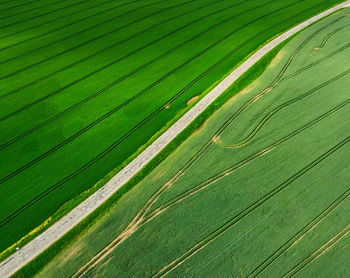 Full frame shot of rice paddy