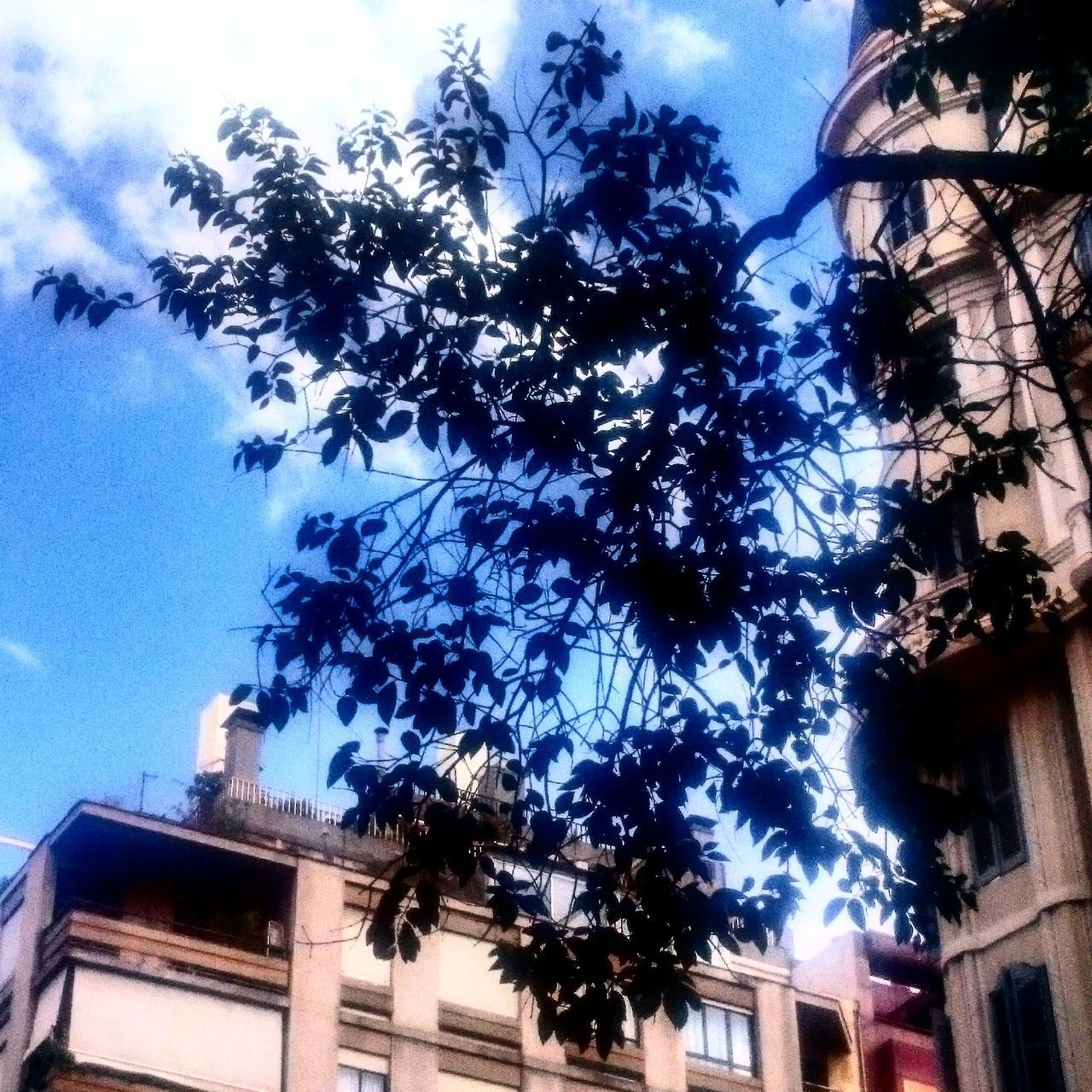 LOW ANGLE VIEW OF TREE AGAINST SKY