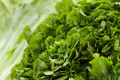 Close up of head of salad, bright green color.