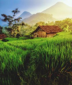 Scenic view of agricultural field and houses against mountain
