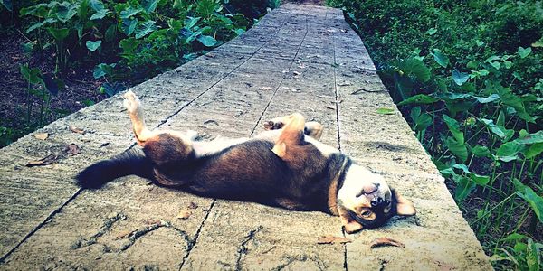 Playful dog relaxing on footpath amidst plants