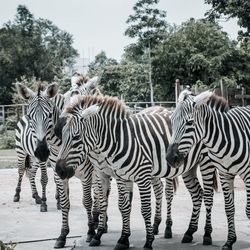 Zebra standing on field