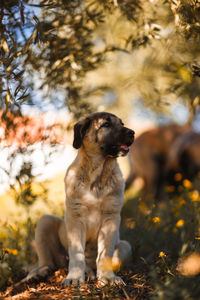 Dog looking away while sitting on field