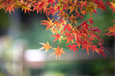 Close-up of maple leaves on tree