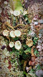 Close-up of lichen growing on tree trunk