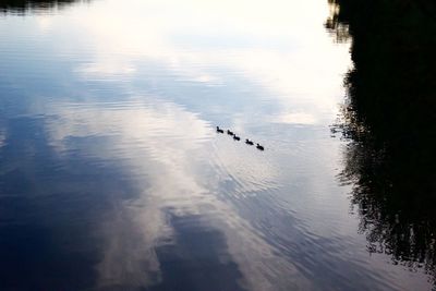 Birds in water against sky