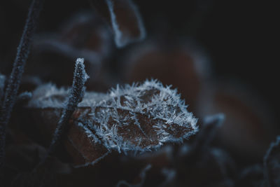 Close-up of frozen plant