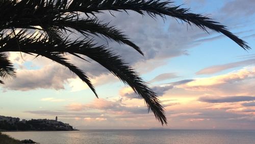 Palm trees by sea against cloudy sky