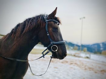 Close-up of a horse against the sky