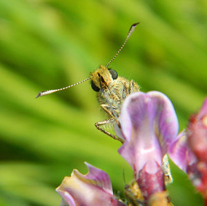 Close-up of insect on flower