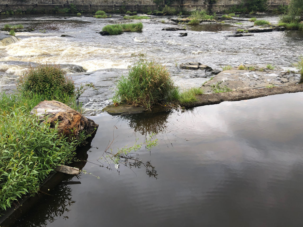 HIGH ANGLE VIEW OF PLANTS GROWING ON ROCKS