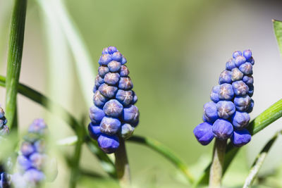 Close-up of purple flowering plant