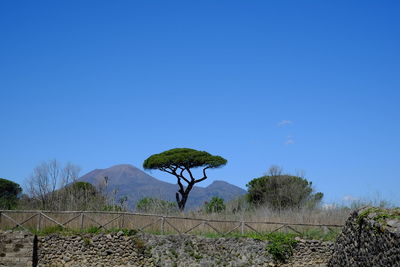 Plants growing on land against clear blue sky