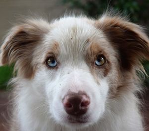 Close-up portrait of dog