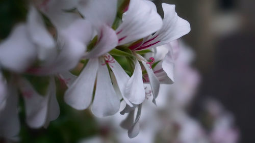 Close-up of white flowers