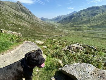 Dog in mountains