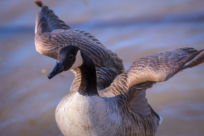 Close-up of a canada goose preening animal behaviour 
