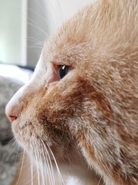 Close-up of a cat looking away