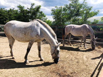 Horse standing on field