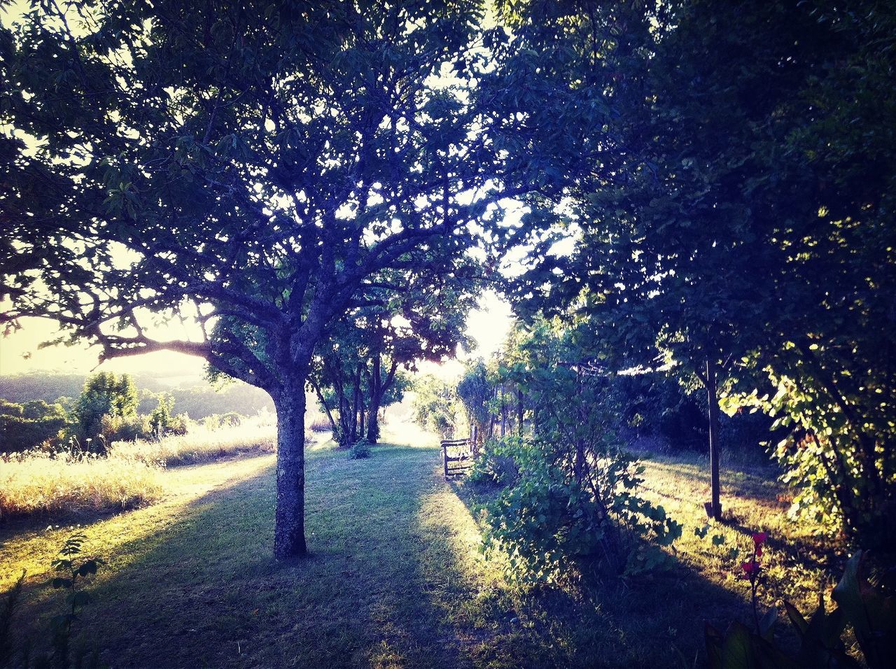 the way forward, tree, tranquility, footpath, nature, road, growth, diminishing perspective, tranquil scene, dirt road, pathway, shadow, street, sunlight, vanishing point, beauty in nature, branch, transportation, outdoors, day