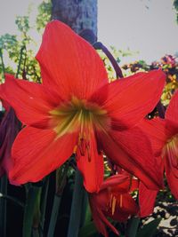 Close-up of red hibiscus blooming outdoors