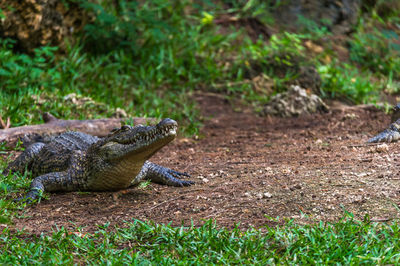 Crocodile on field