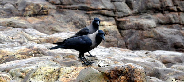 Bird perching on rock