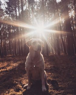 Portrait of labrador