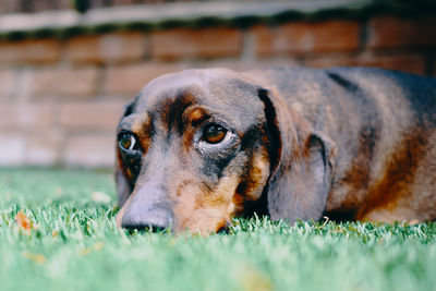 A brown teckel miniature daschund dog rests on grass