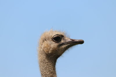 Close-up of a bird against clear sky